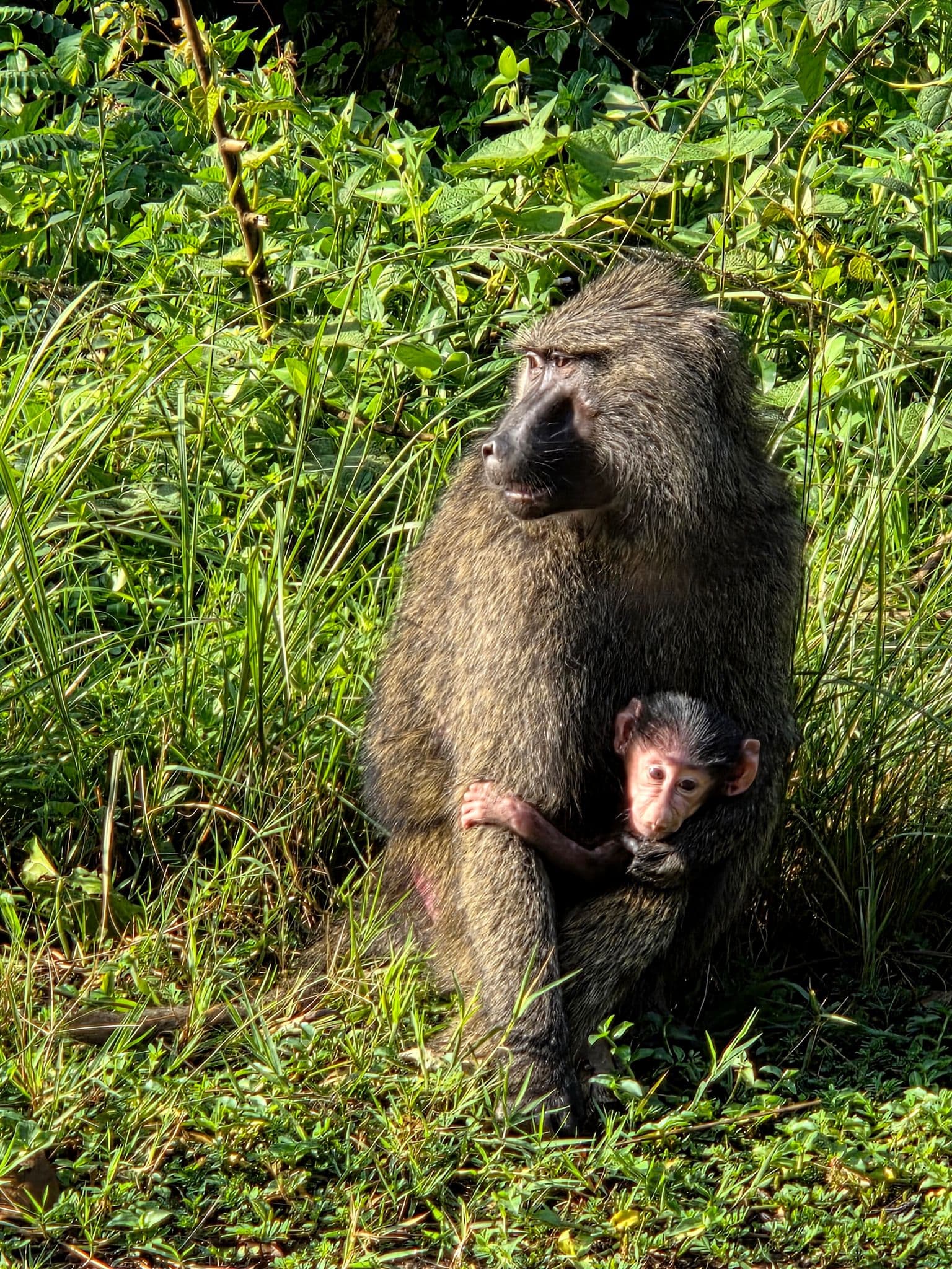 Adult baboon holding an infant while sitting in grass near Kanyanchu Visitor Center, Kibale National Park, Uganda.