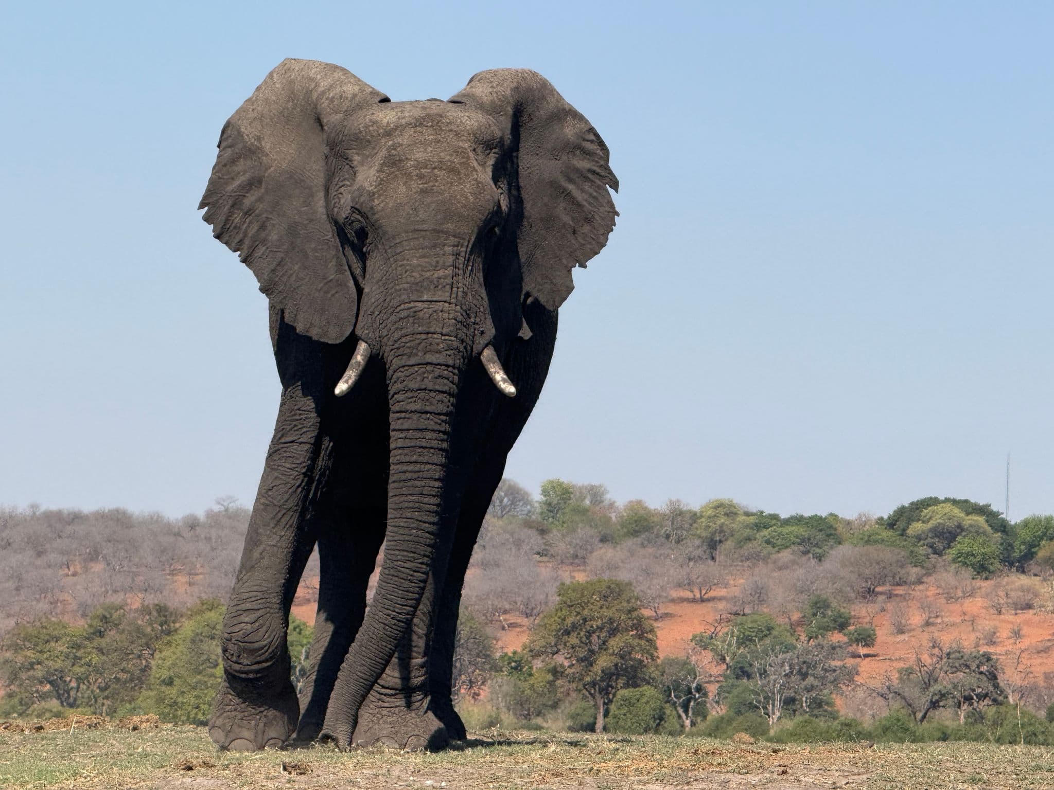 Elephant walking toward the shore in Chobe National Park, Botswana, with dry savanna in the background.