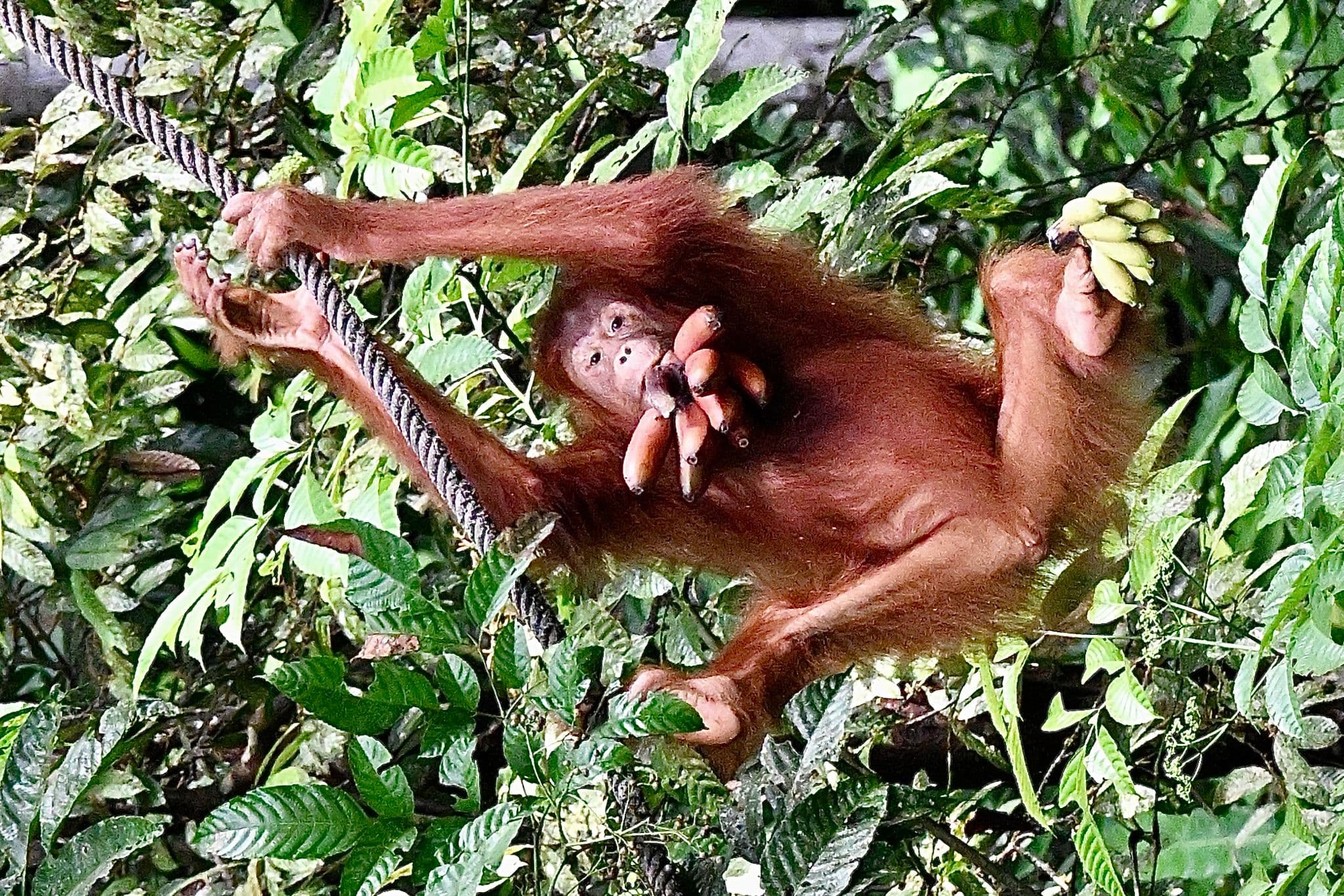 An orangutan hanging from a rope while holding two bunches of bananas in Semenggoh Nature Reserve, Sarawak, Malaysia.