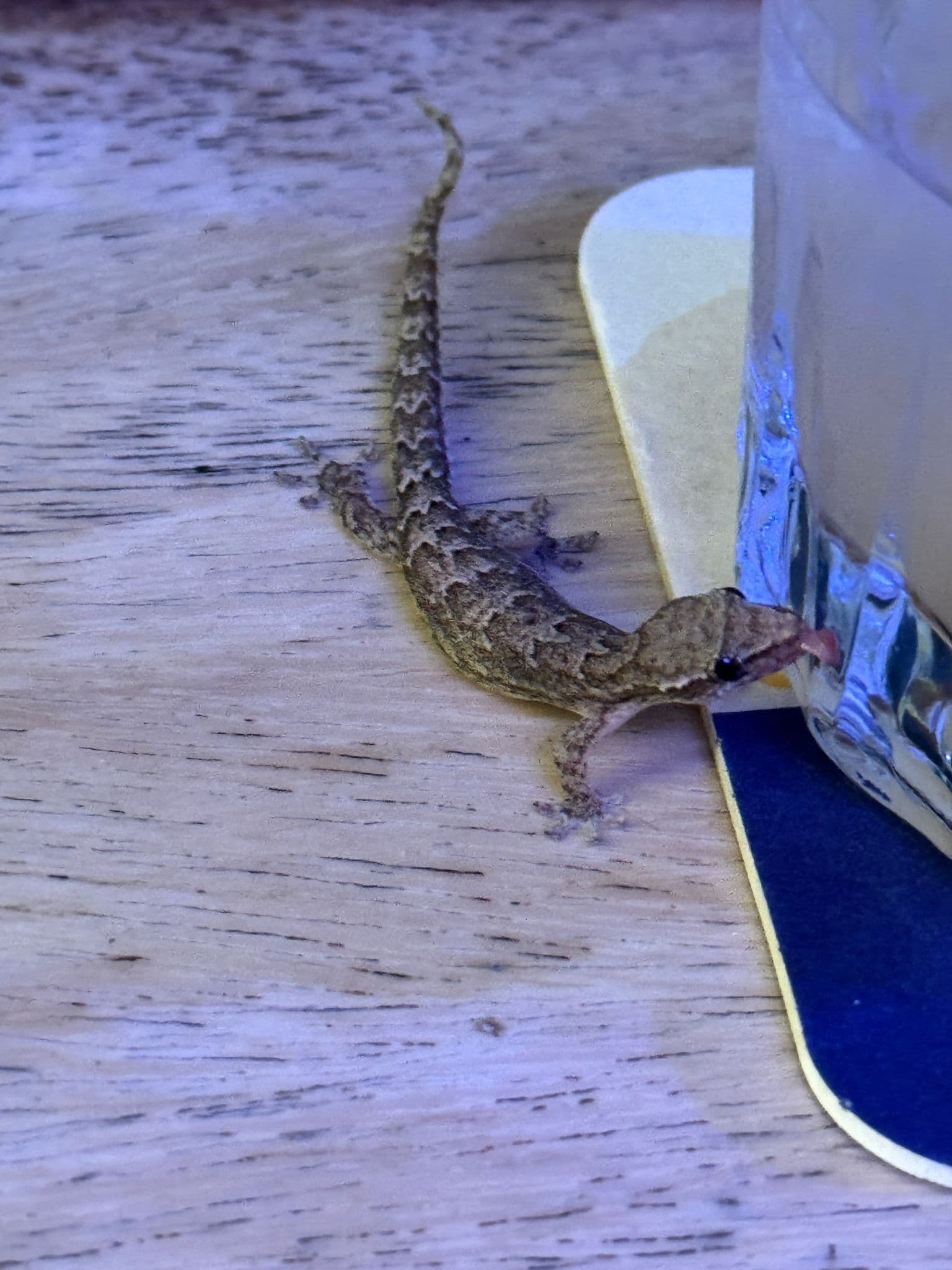 A small gecko drinking condensation from a glass on a wooden table in Jaco, Costa Rica.