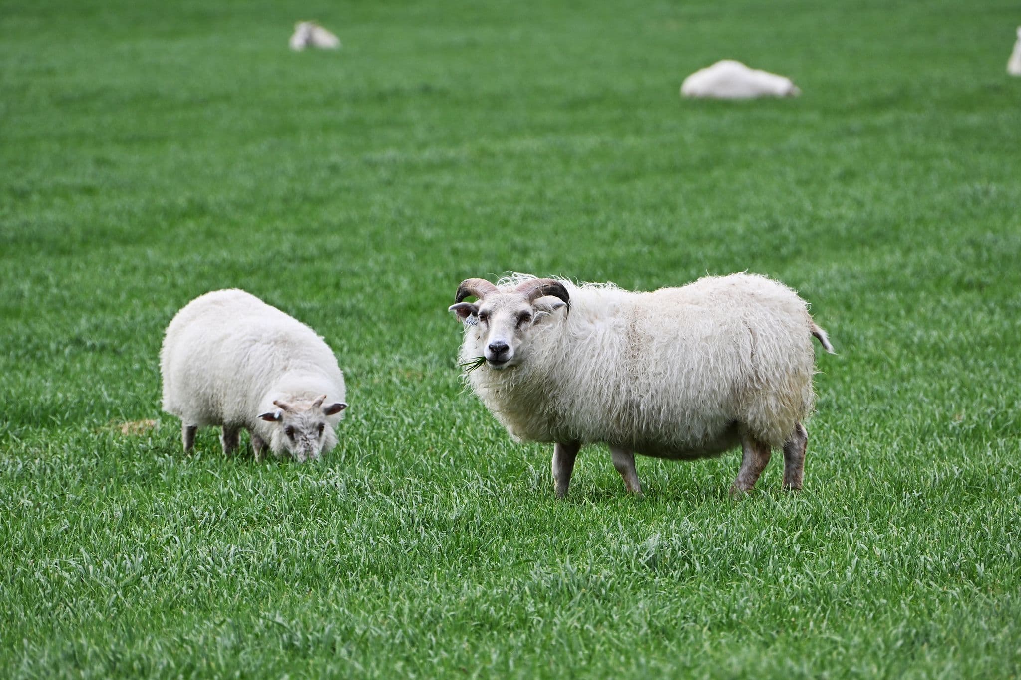 Two sheep grazing in a green field in Iceland, one standing and chewing grass while another lowers its head.