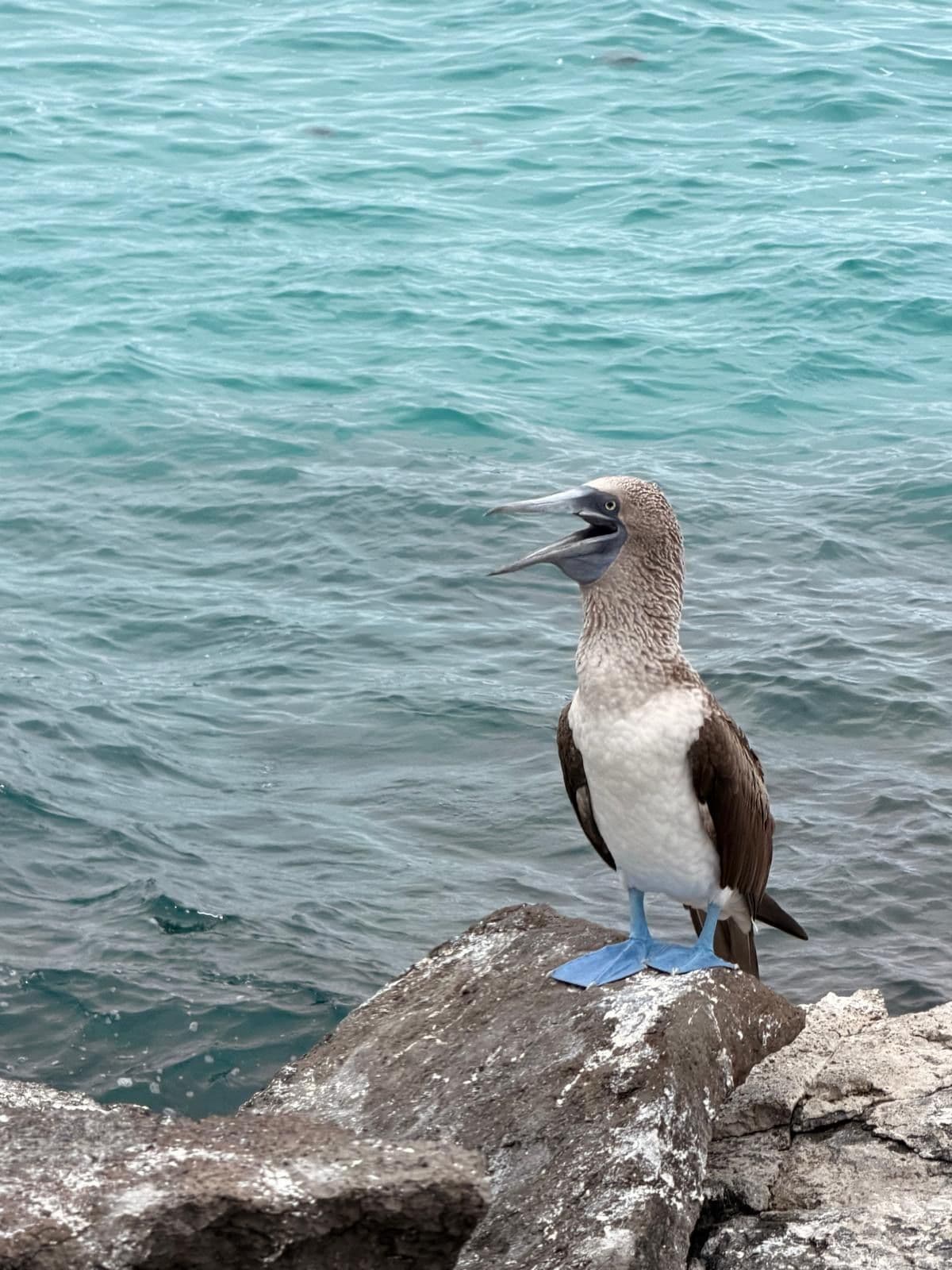 Blue-footed booby standing on a rocky shore with its beak open, San Cristóbal Island, Galápagos, Ecuador.