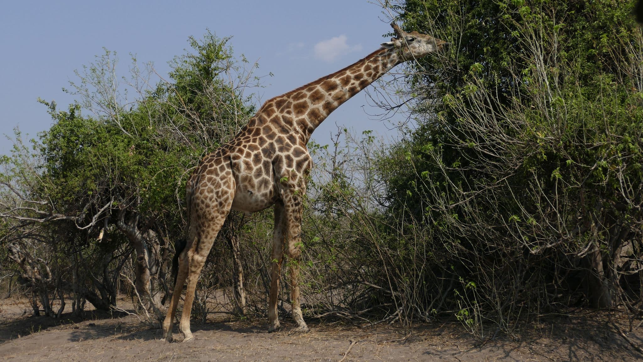 Giraffe browsing dense bushes in Chobe National Park near Victoria Falls, Botswana.