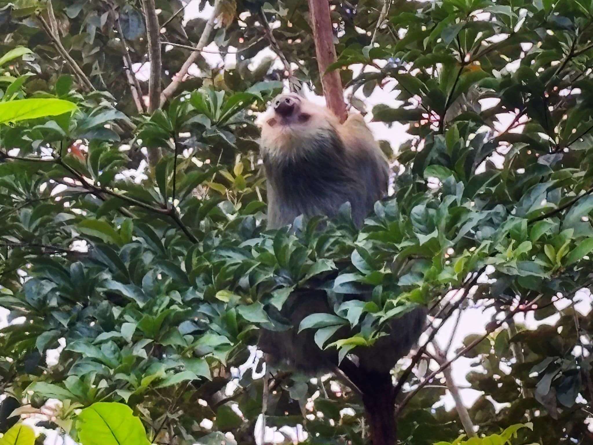 Sloth perched among leafy branches in a forest canopy on a sloth tour, Costa Rica.
