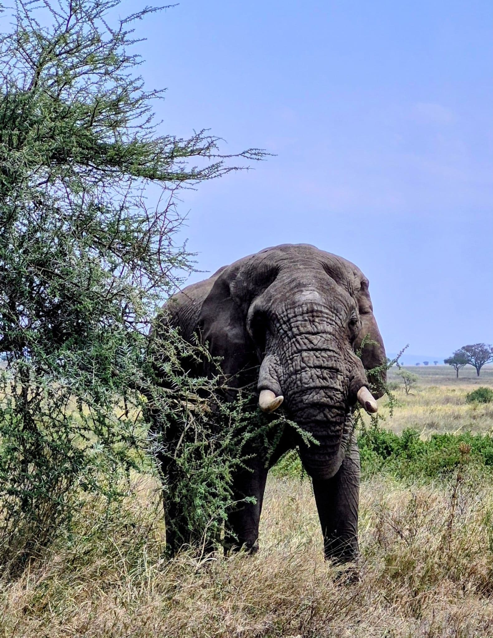 Adult elephant feeding on acacia branches in Serengeti National Park, Tanzania, standing in grassy savanna.