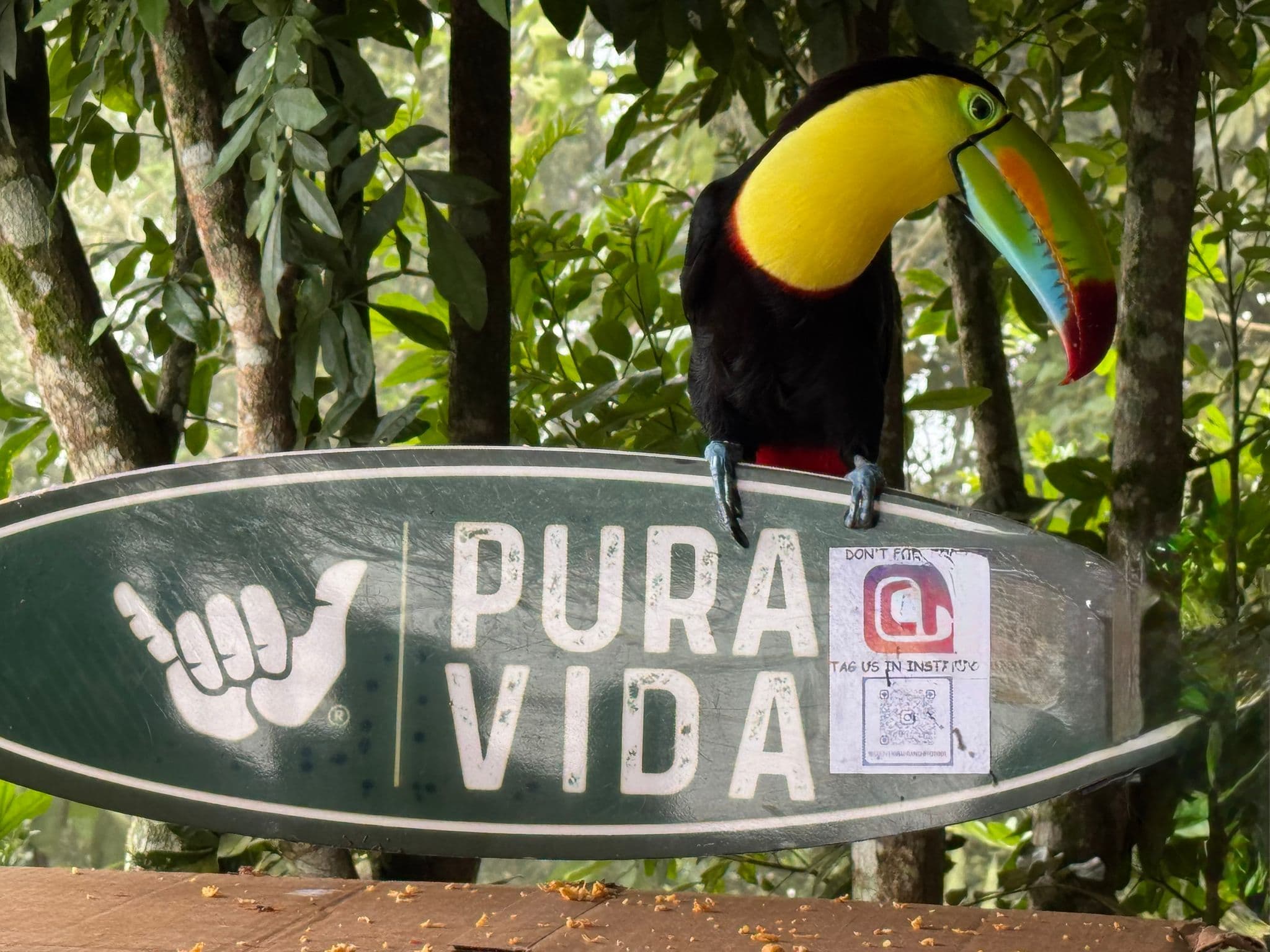 Keel-billed toucan perched on a "PURA VIDA" sign in La Fortuna, Costa Rica.