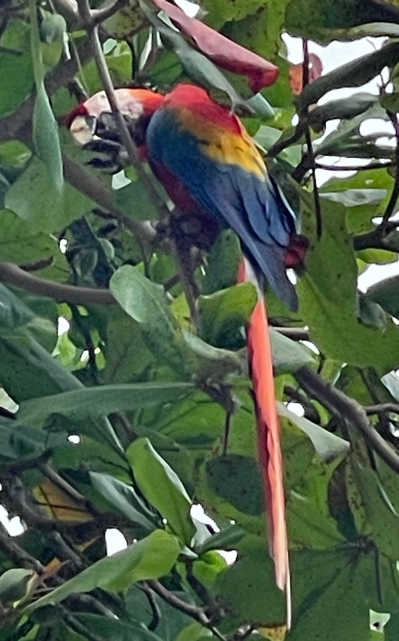 Scarlet macaw perched in a leafy canopy, showing bright red, blue, and yellow plumage in Costa Rica.