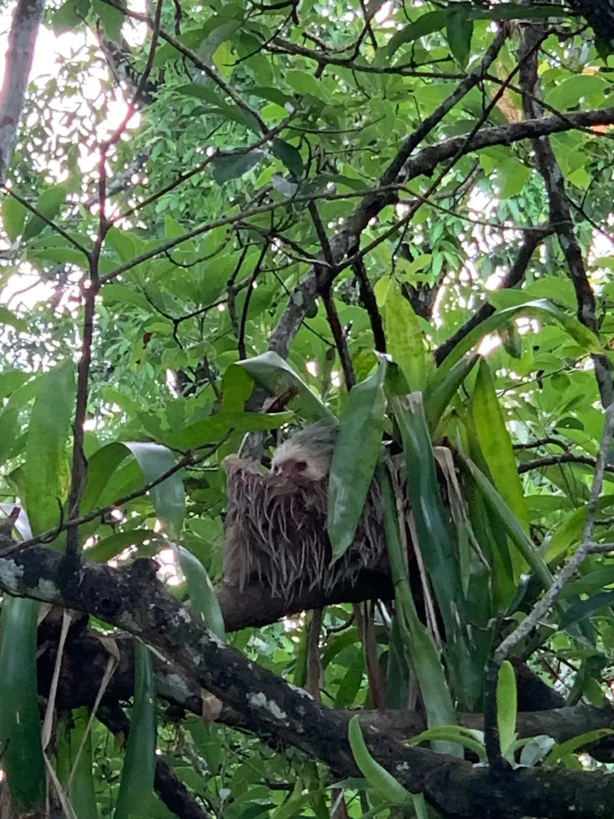 A sloth resting on a tree branch among bromeliads in a Costa Rica rainforest.