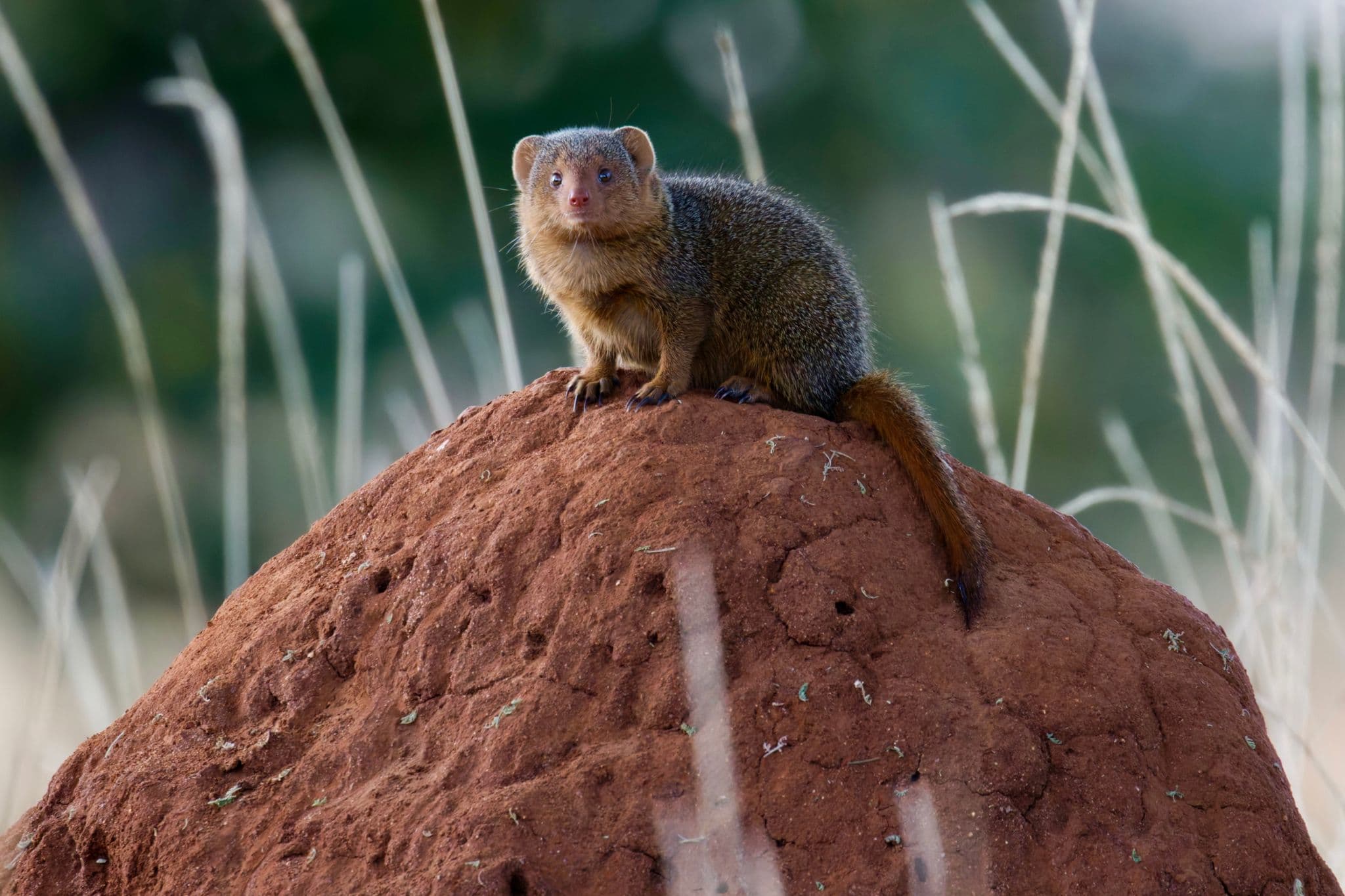 Small mongoose perched on a termite mound, sitting and watching in Tarangire National Park, Tanzania.