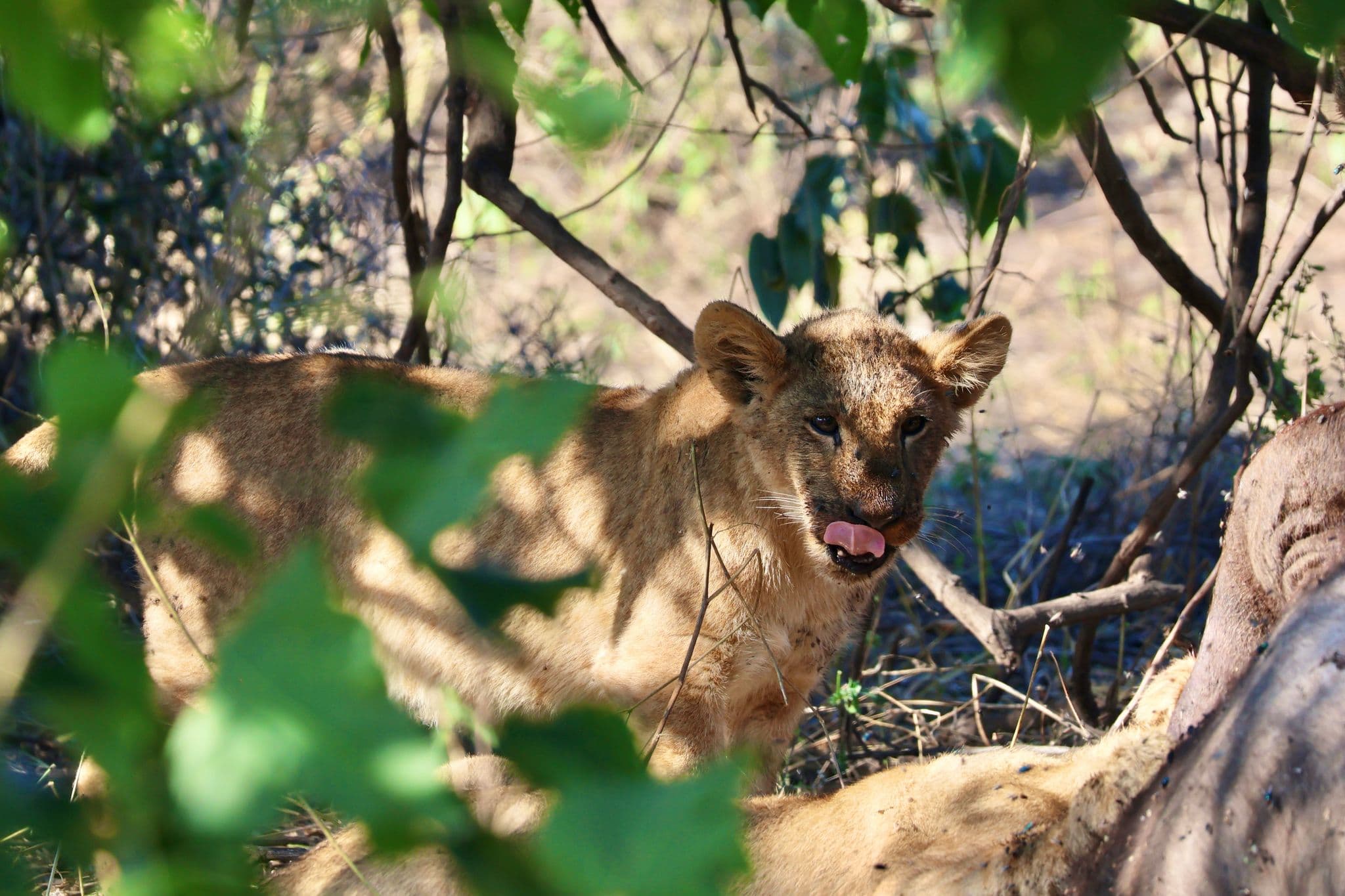 Young lion in shaded bush licking its lips beside a carcass during a safari in the African savanna.