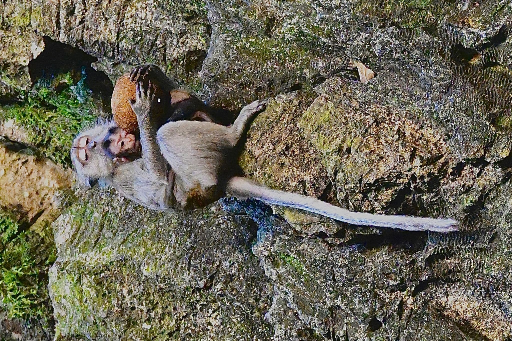 Macaque and her baby holding a coconut on the rock face inside Batu Caves, Kuala Lumpur, Malaysia.