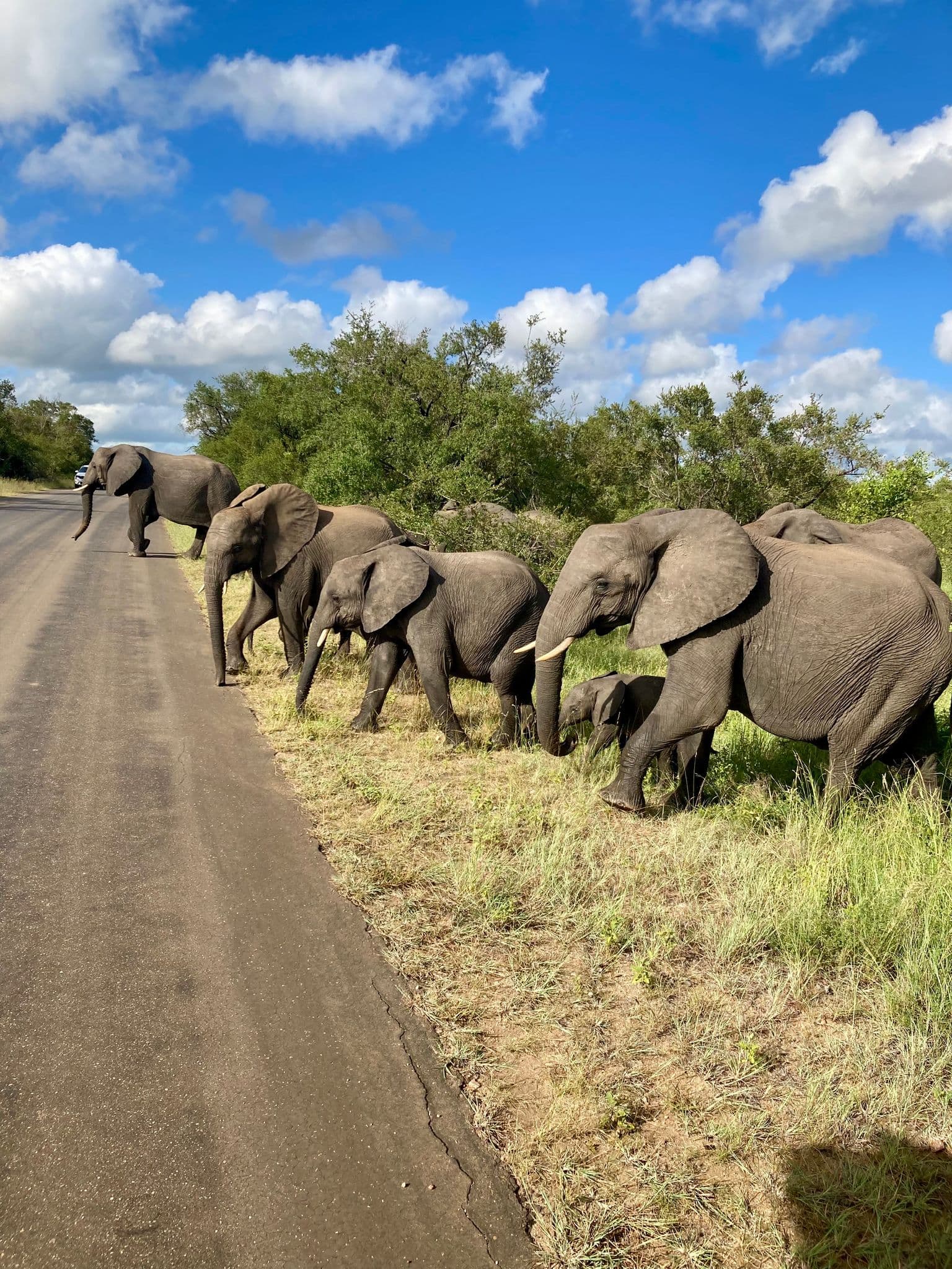 Herd of elephants, including a small calf, walking and grazing beside a road in Kruger National Park, South Africa.