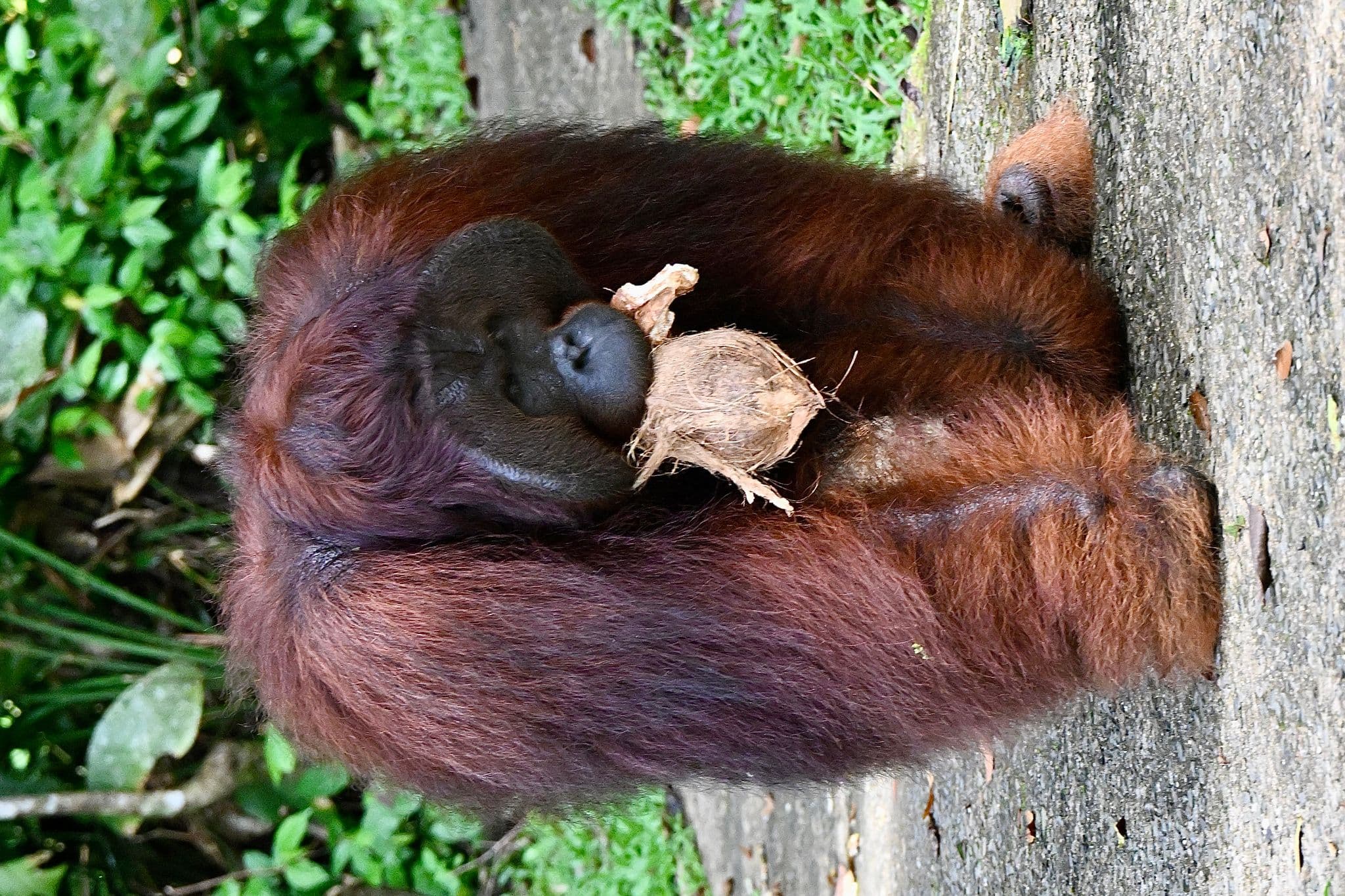 Orangutan holding a coconut while sitting on a trail at Semenggoh Nature Reserve, Sarawak, Malaysia.