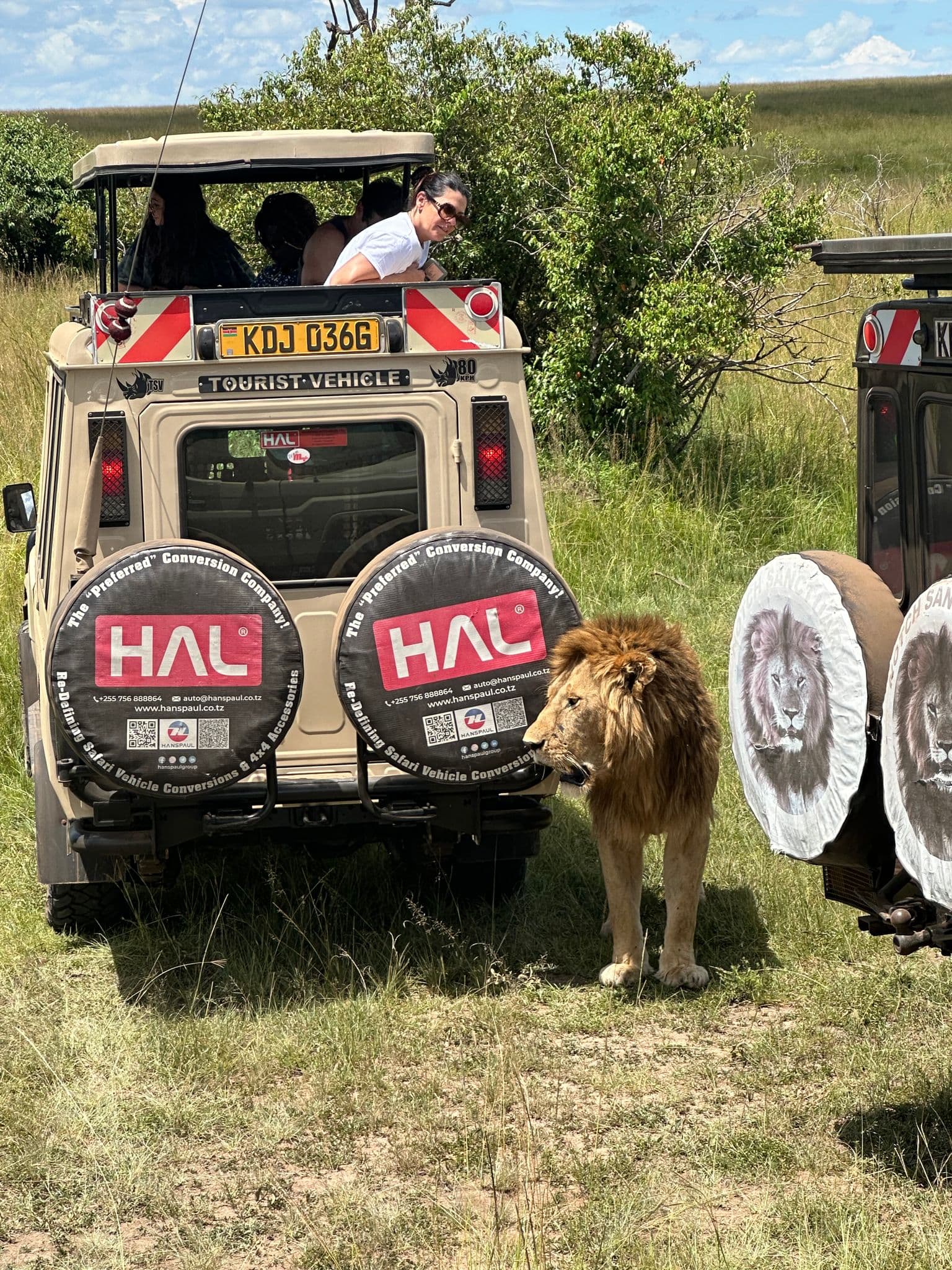 Male lion standing beside safari vehicles in Masai Mara, Kenya, with tourists watching from an open-top vehicle on a safari tour.