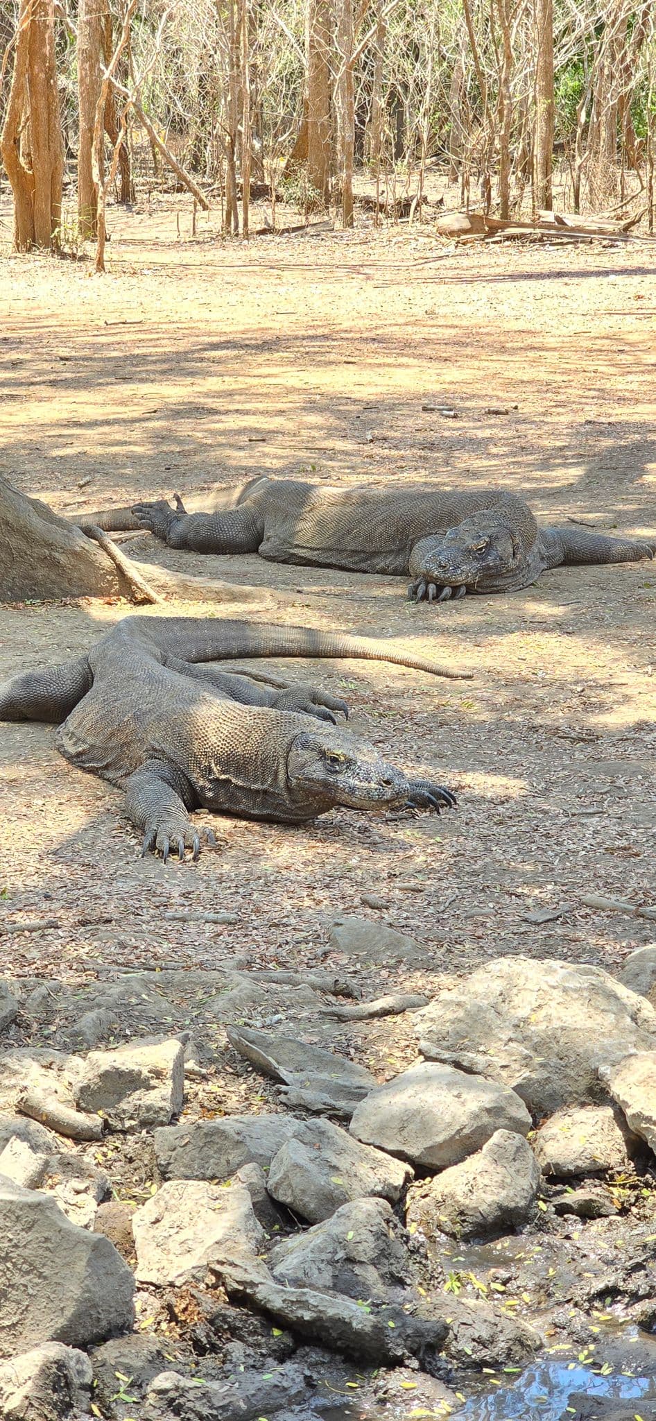 Two Komodo dragons resting on dry ground near rocks and trees on Komodo Island, Indonesia.