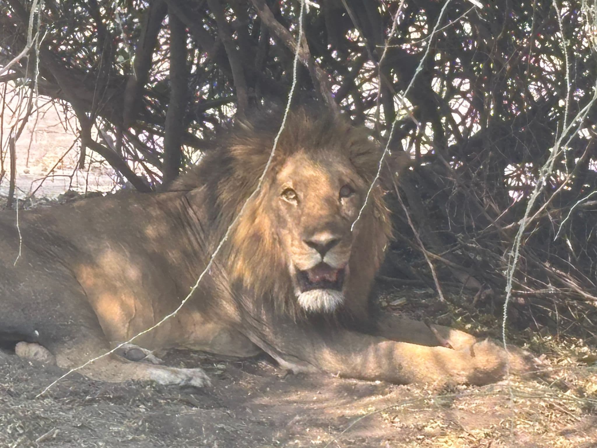 Male lion resting in the shade under bushes on a safari in Botswana.