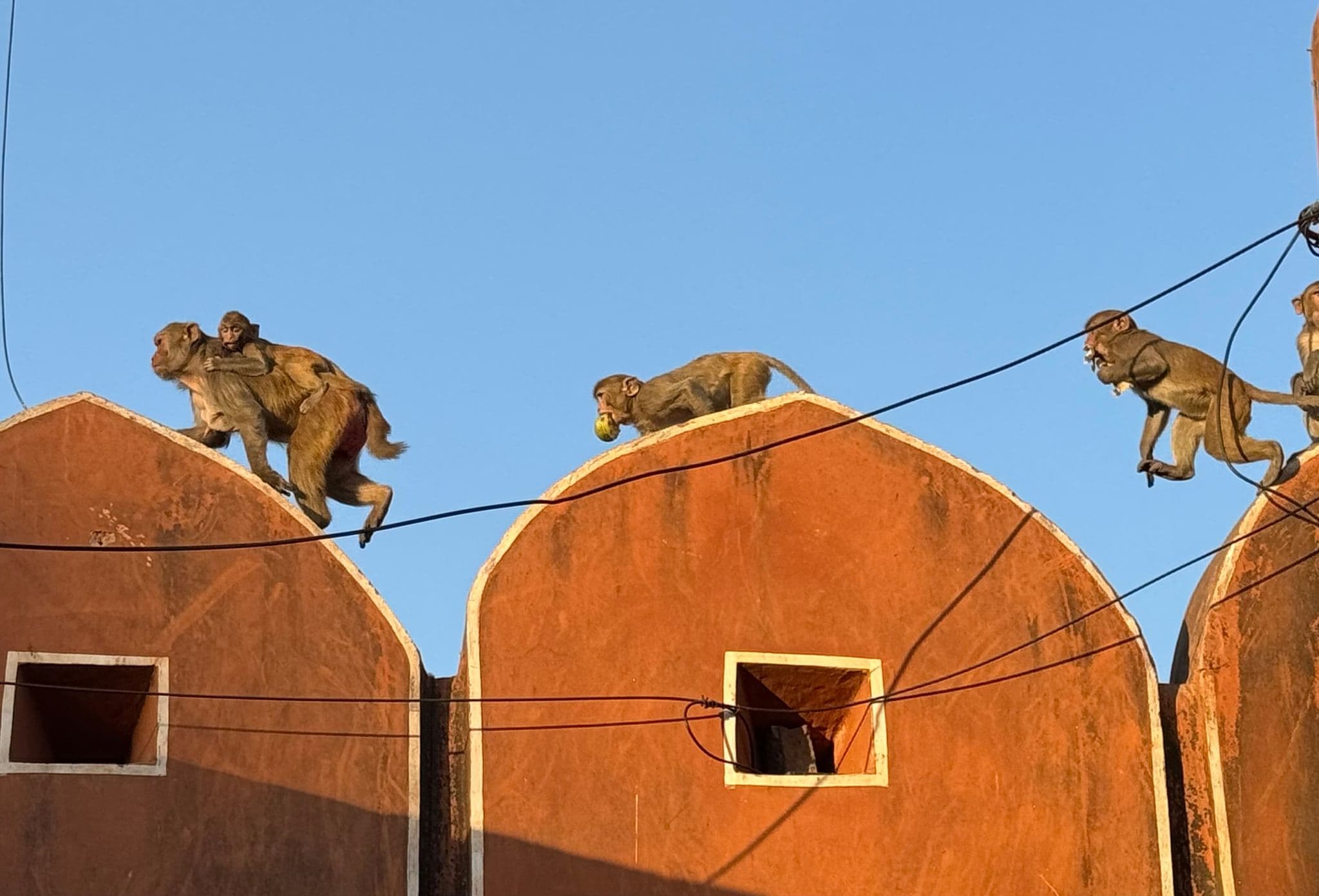 Monkeys walking along arched rooftop, one holding a fruit, against a clear sky in Jaipur, India.