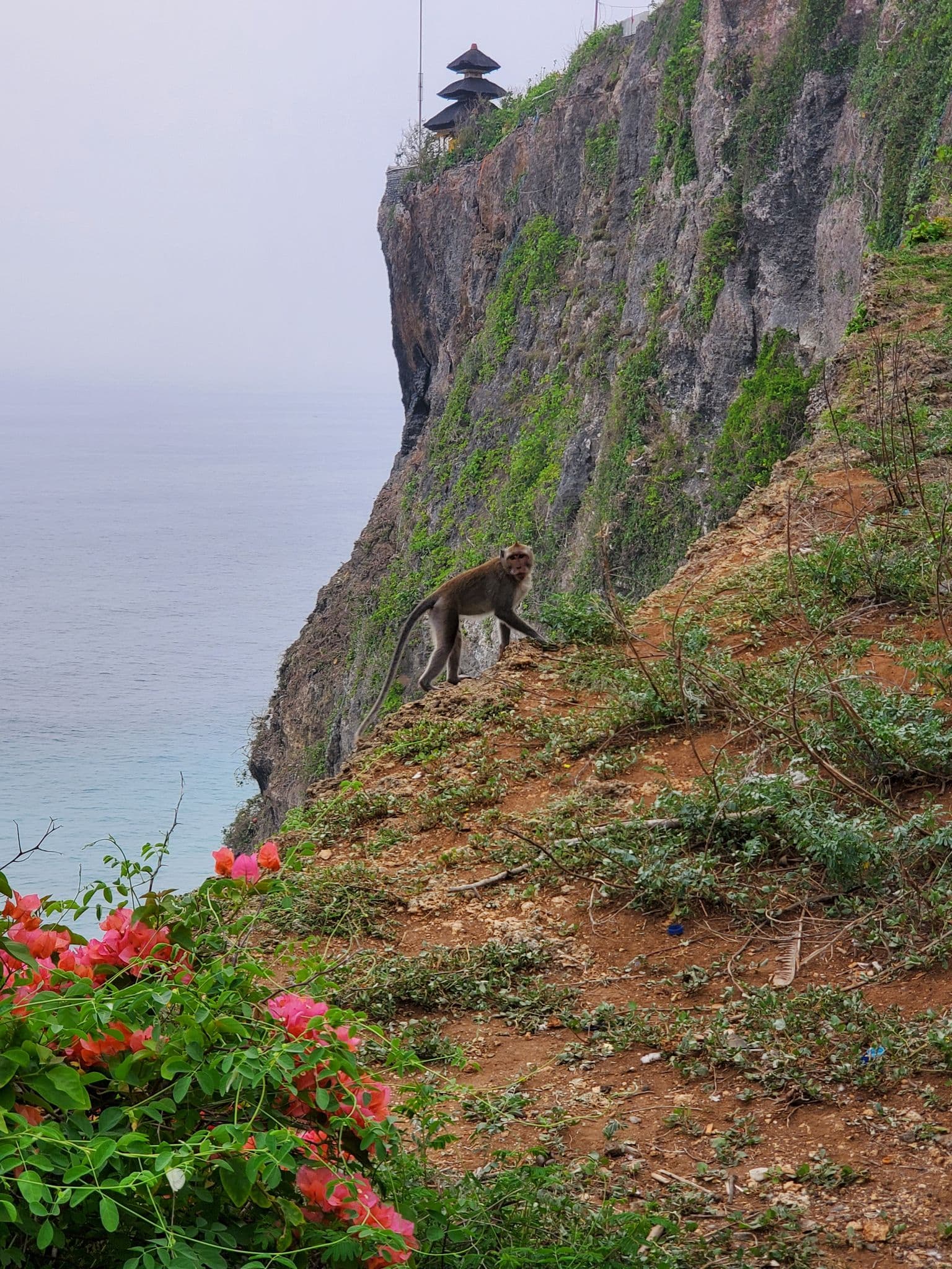 Uluwatu Temple perched on a cliff with a monkey in the foreground overlooking the ocean in Bali, Indonesia.
