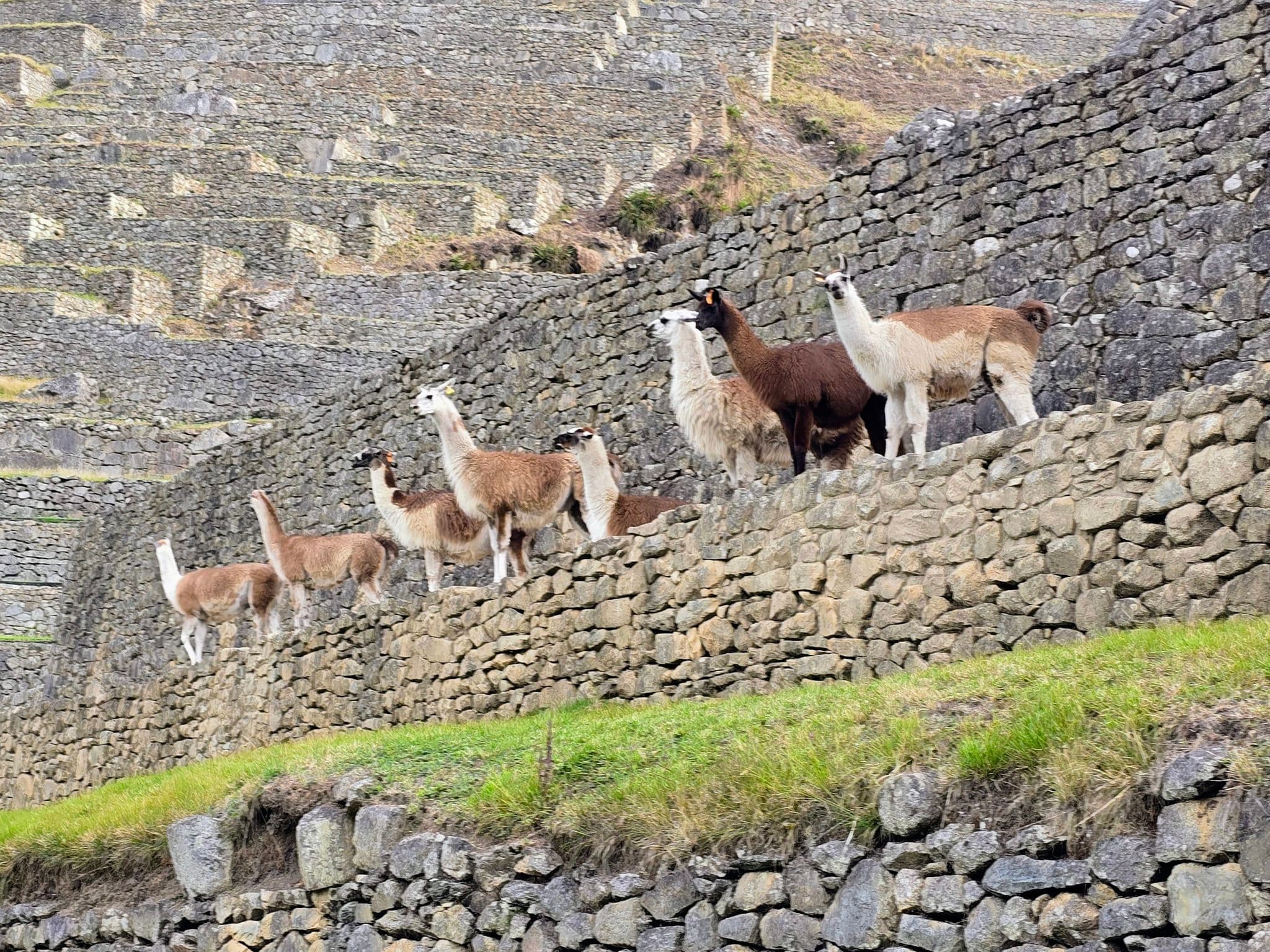 Group of llamas standing on stone terraces at Machu Picchu, Cusco region, Peru.