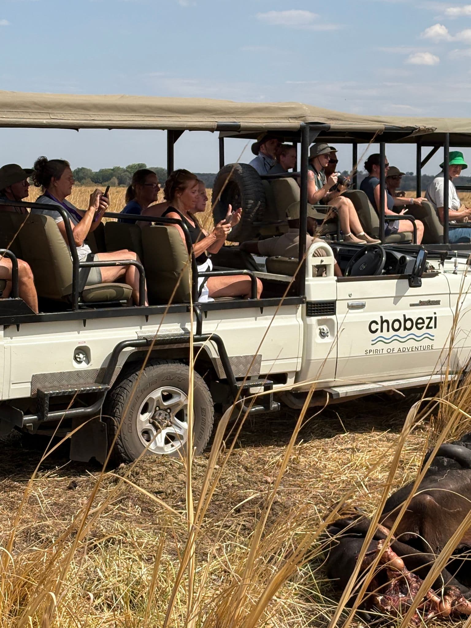Open safari vehicle with travelers photographing a nearby animal carcass in tall grass on a game drive in Chobe National Park, Botswana.