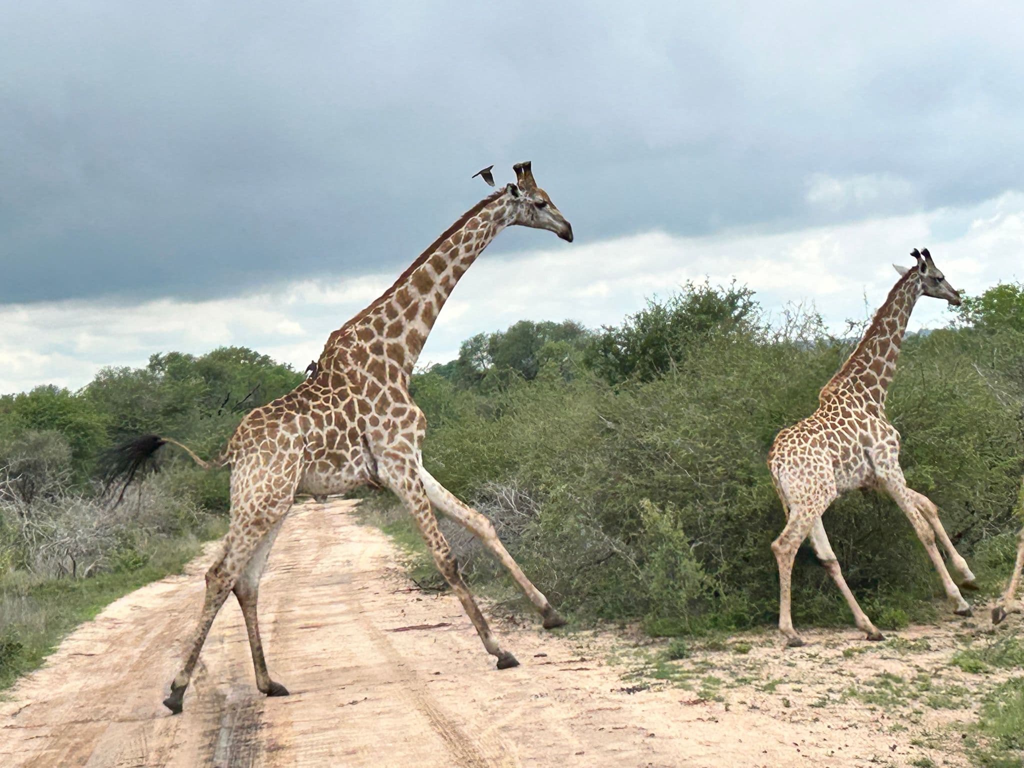 Two giraffes crossing a dirt road through bushland in Botswana.