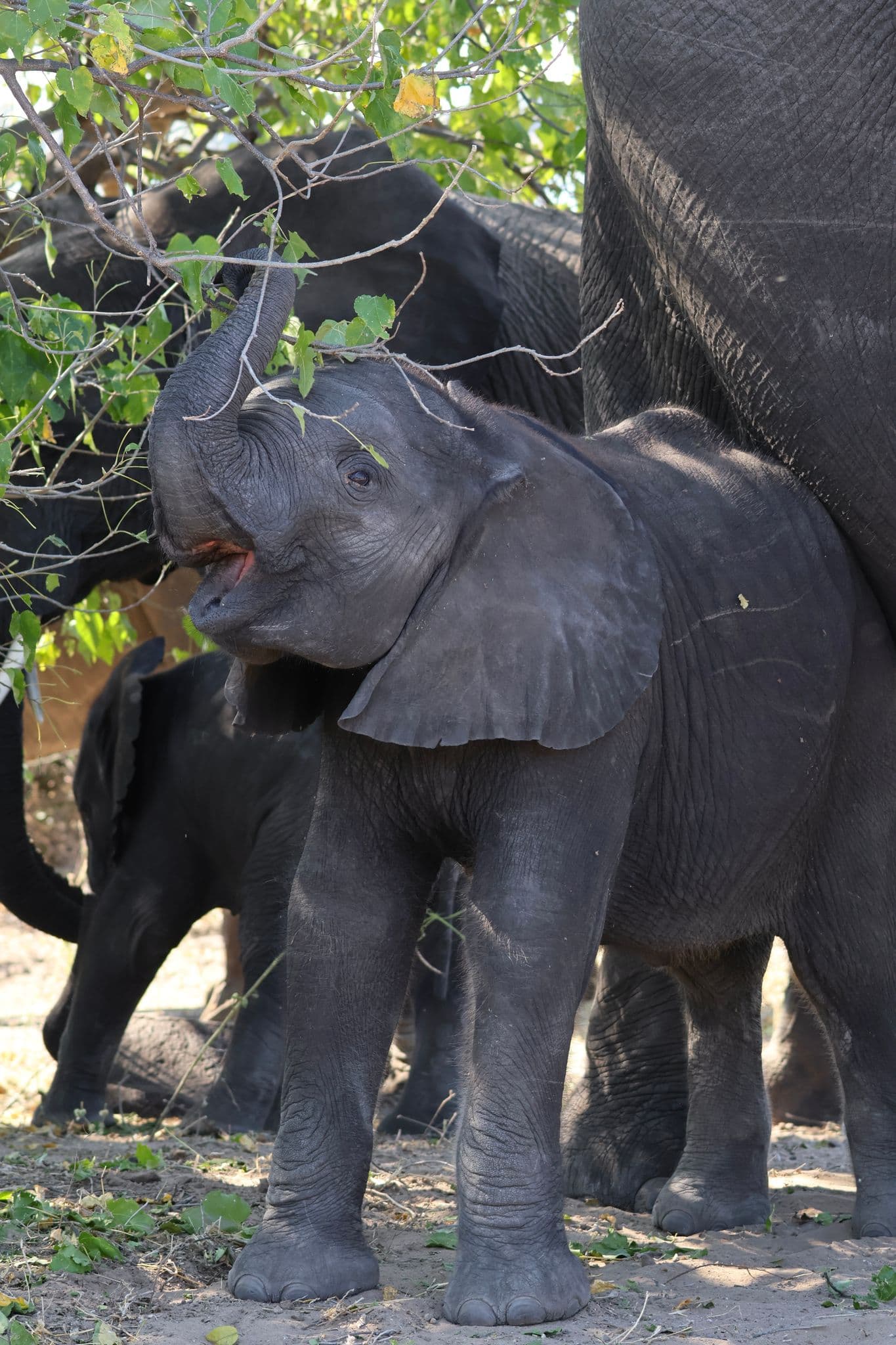Baby elephant reaching up with its trunk to grab leaves while standing close to adult elephants in the wild.