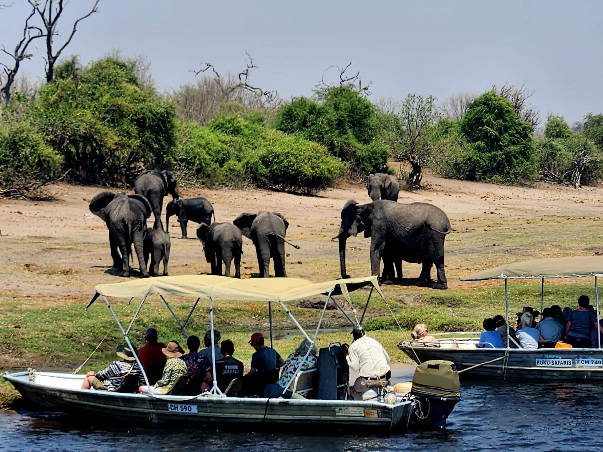 Herd of elephants on a riverbank being watched by passengers on covered safari boats in South Africa.