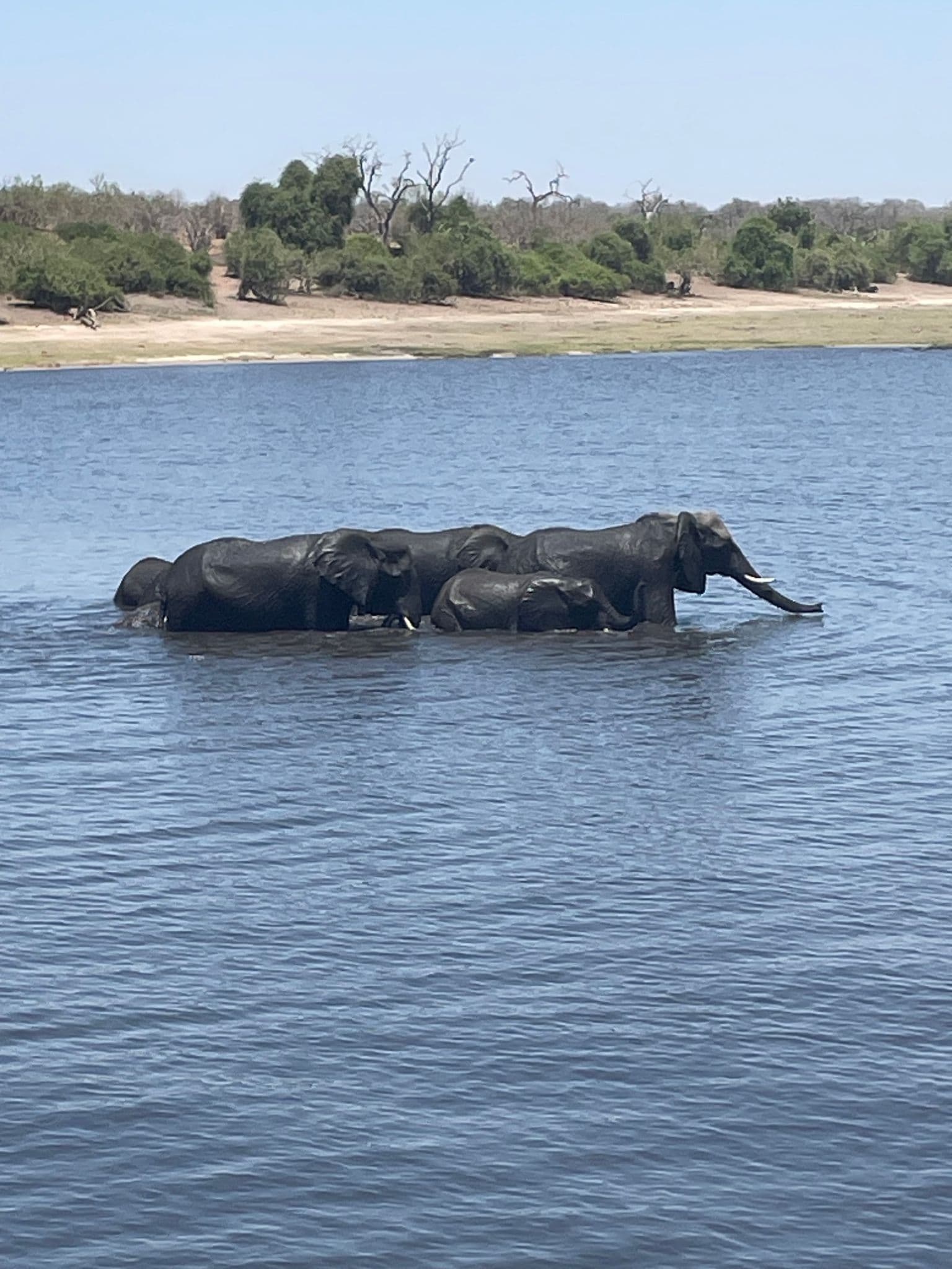Group of elephants swimming across a river in Chobe National Park, Botswana