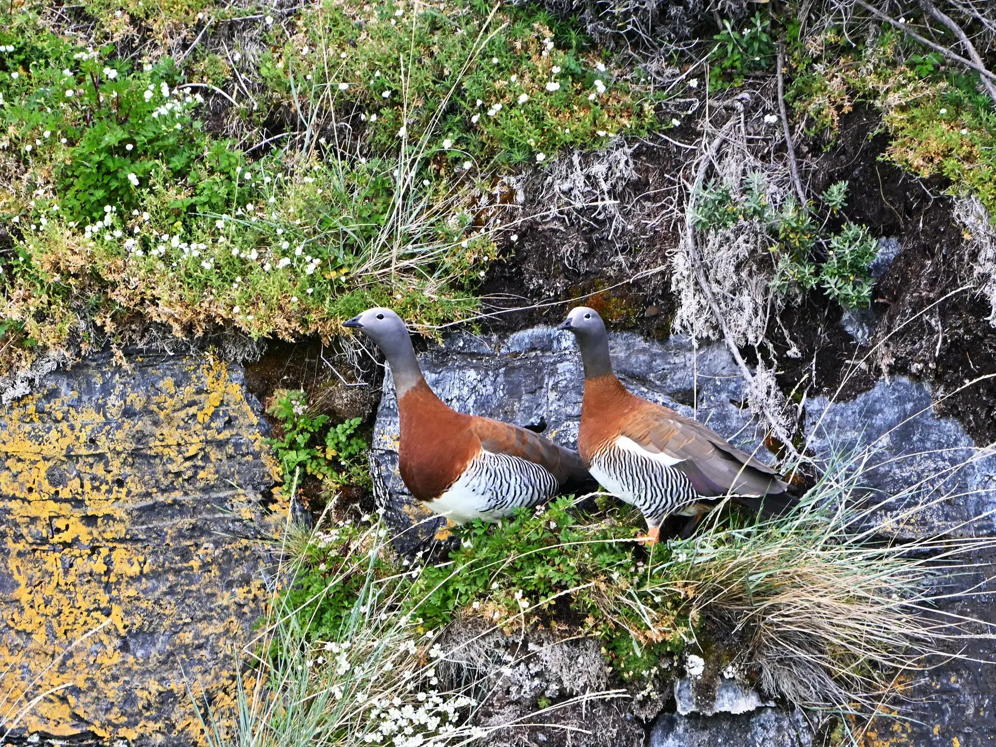 Two Ashy-headed Geese standing on a rocky, flower-strewn cliff near Balmaceda Glacier, Patagonia, Chile.