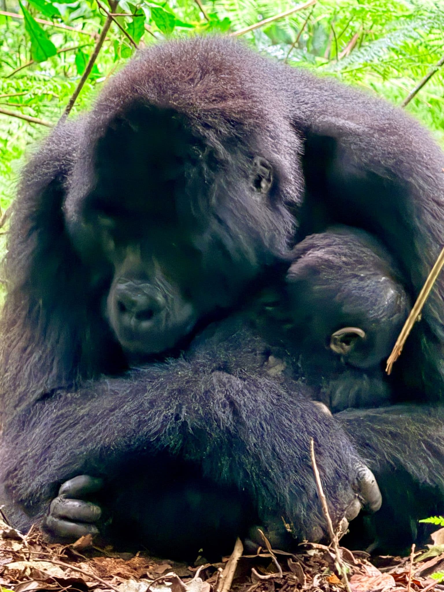 Mountain gorilla mother cradling her infant while resting on the forest floor in Bwindi Impenetrable Forest, Uganda.