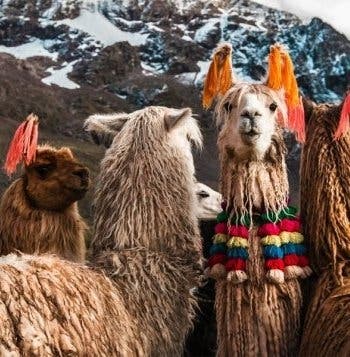 Machu Picchu, Iguazu & Capital Cities