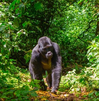Mountain Gorillas, Kruger & Cape Town