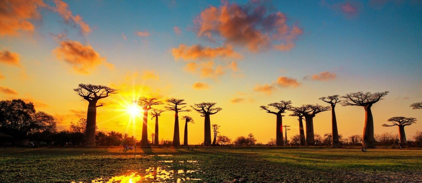 Land of the Baobabs