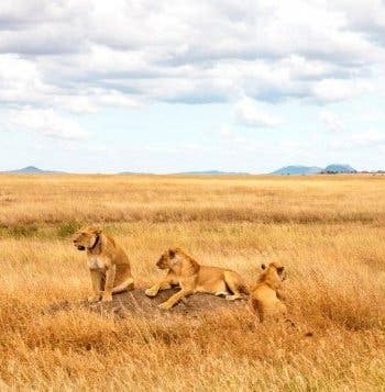 Grandes parques de fauna salvaje