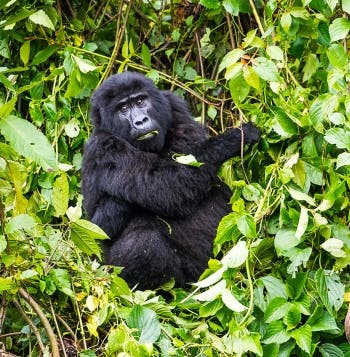 Maasai Mara, Mountain Gorillas & Zanzibar
