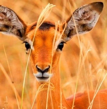 Wild Savannah & Diani Beach