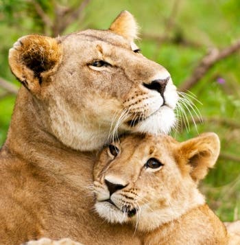  Safari au Kruger et au Capo