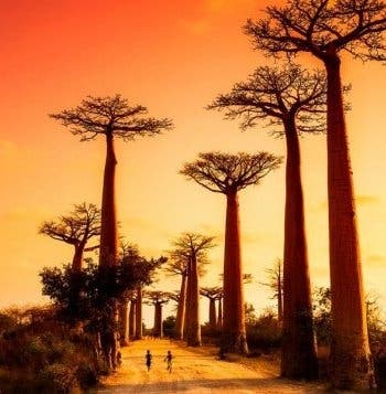 Les secrets de Madagascar