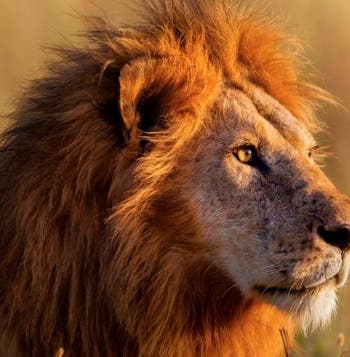 Terres sauvages et safaris en Tanzanie