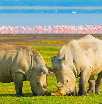 Maasai Mara, Mountain Gorillas & Zanzibar