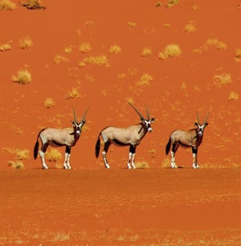 Safari, Sand Dunes & Victoria Falls