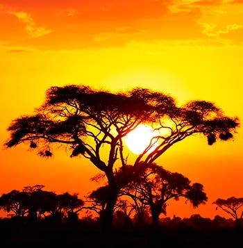 Amazing African Adventure 