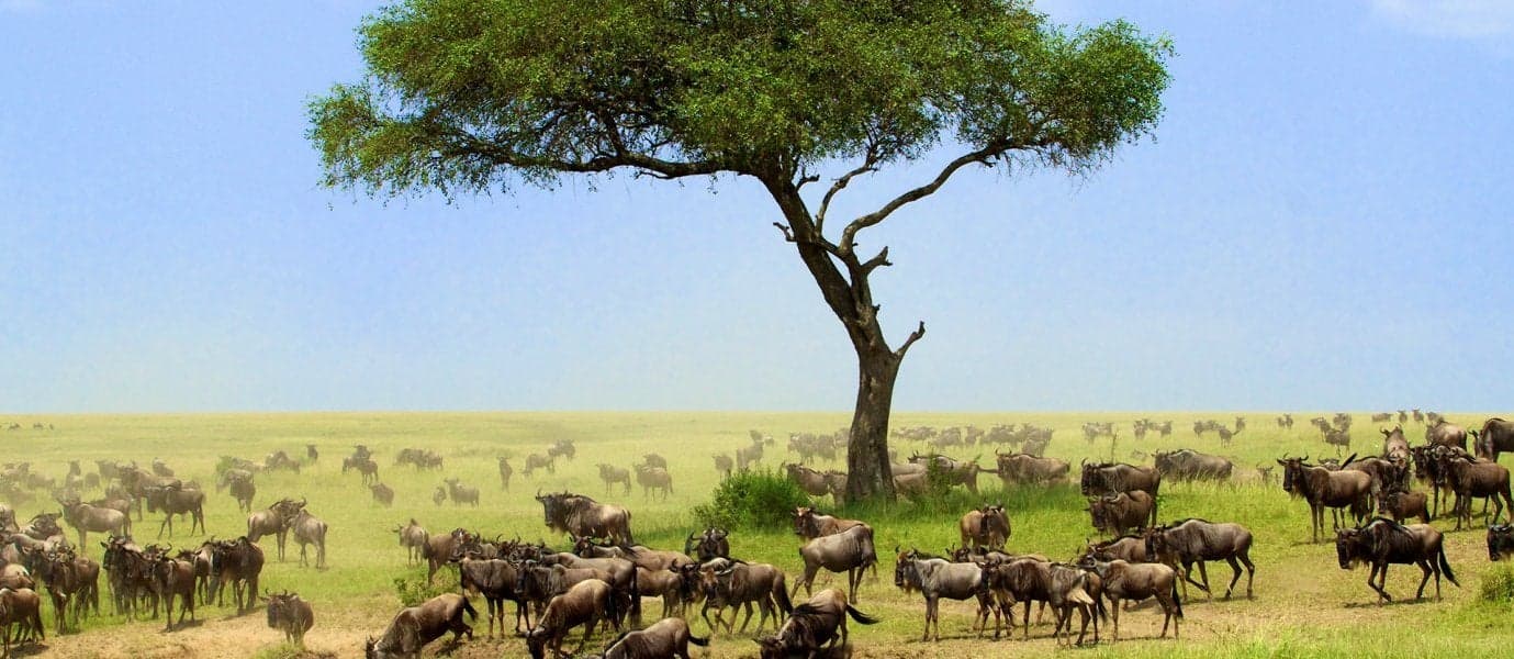 Wildebeest <span class="iconos separador"></span> Great Rift Valley <span class="iconos separador"></span> Kenya