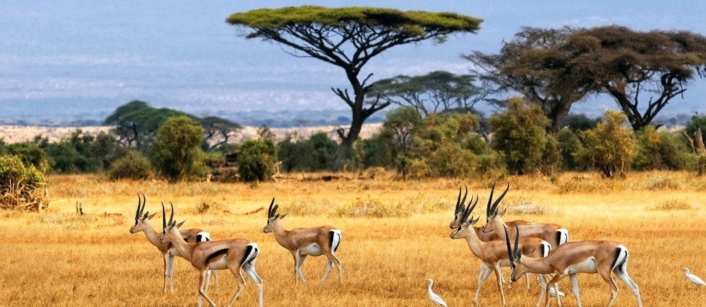 Best safari parks: Maasai Mara & Serengeti