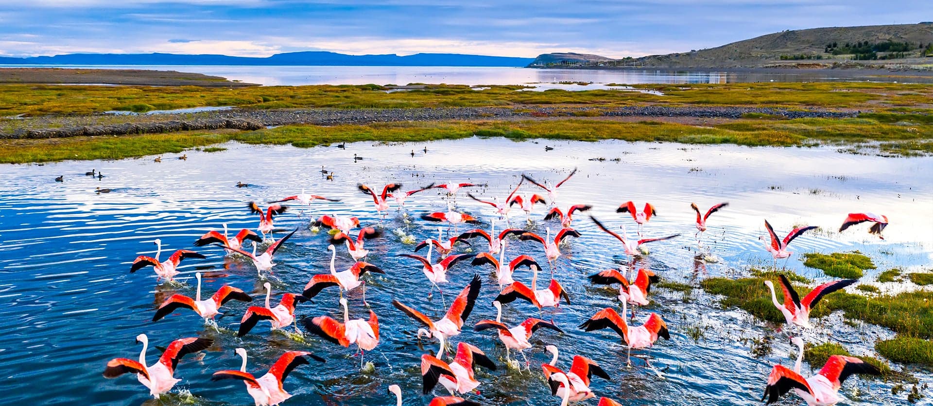 Flamingos <span class="iconos separador"></span> El Calafate