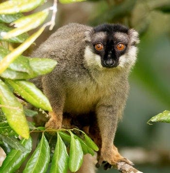 Magical Baobabs & Lemurs of the Red Island