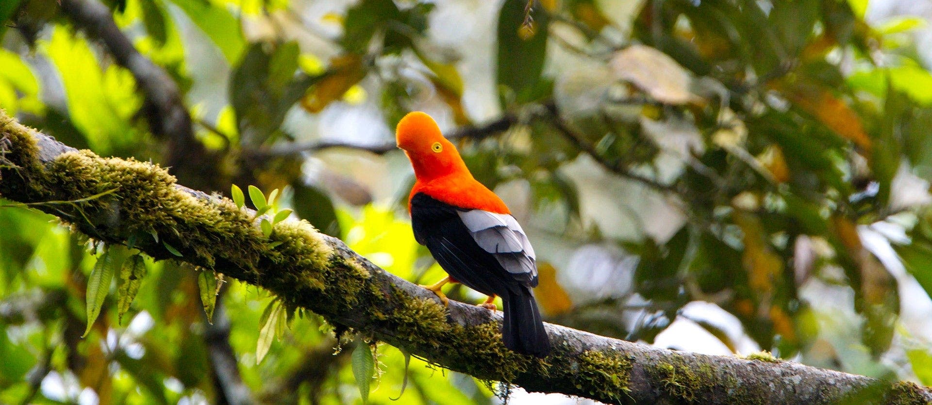 Family: Galapagos, Quito & cloud forest