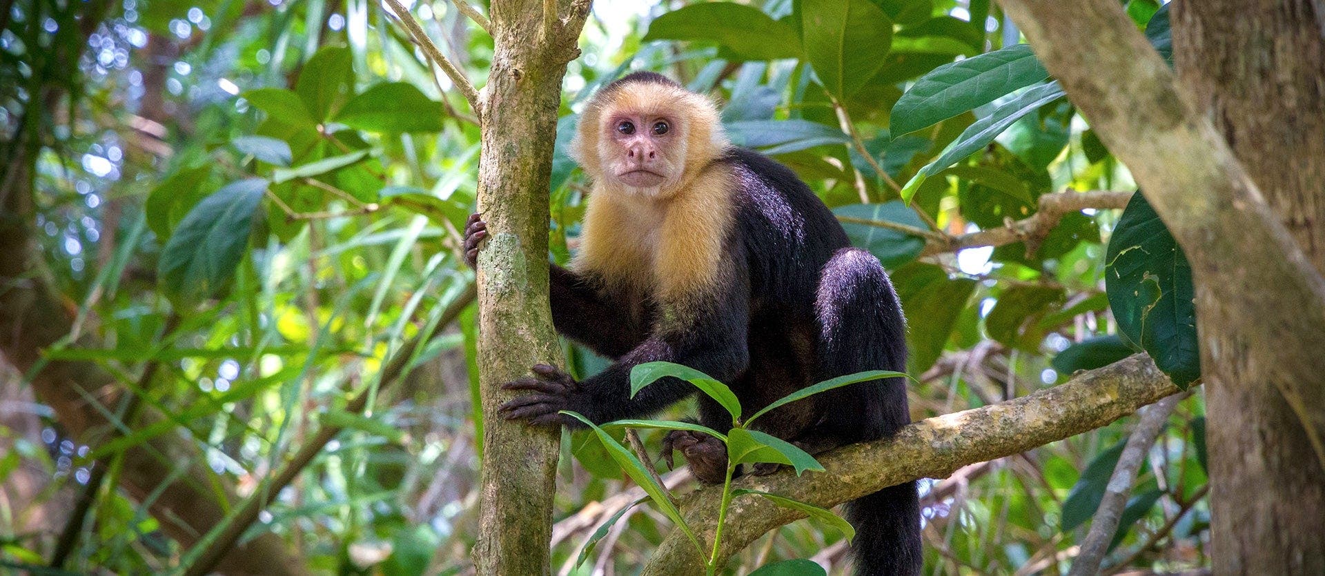 Nature's Paradise: Arenal & Manuel Antonio