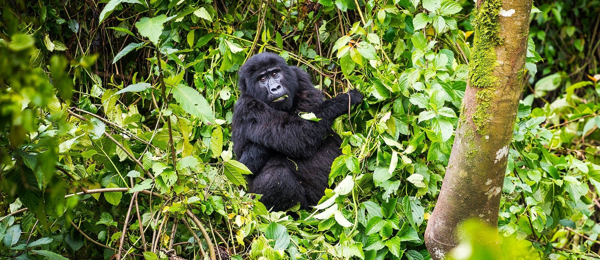 Mountain gorillas & the Big 5 
