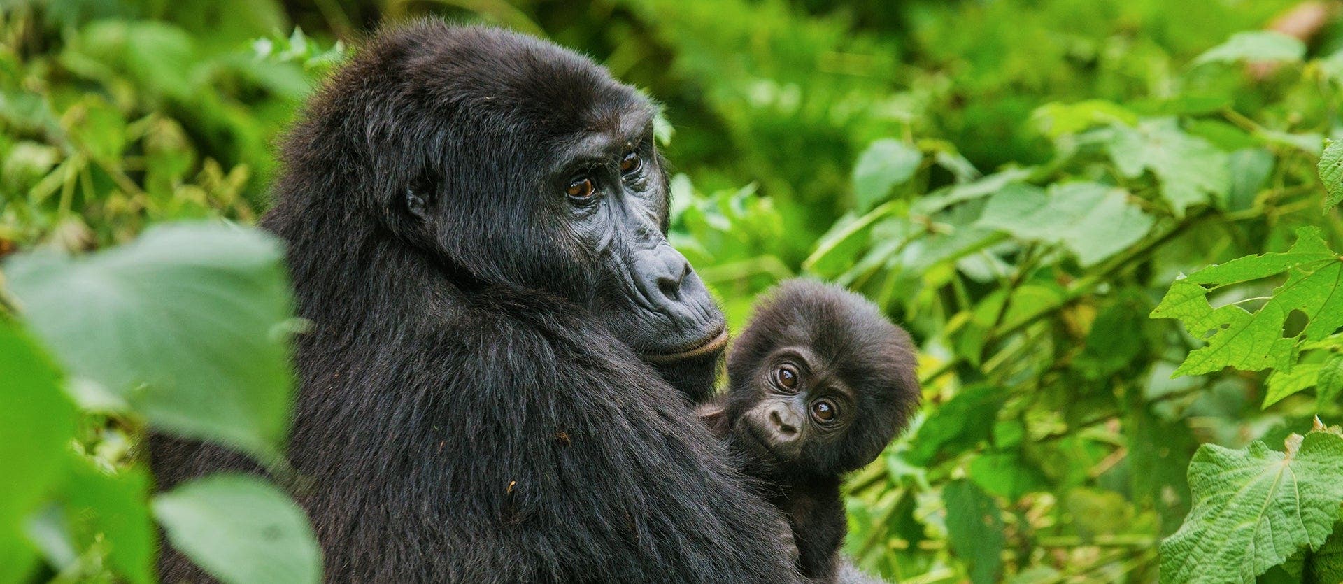 Mountain gorillas & the Big 5 